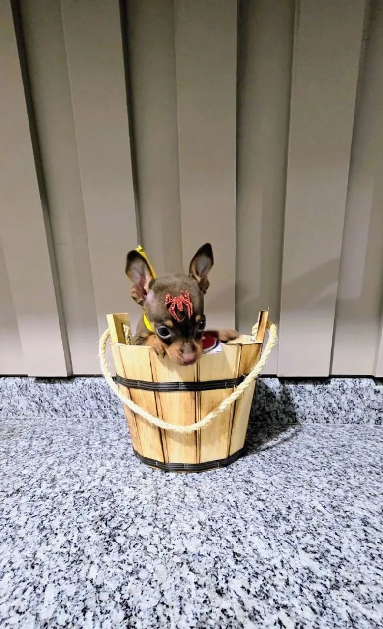 Mini pinscher fêmea e macho  - Foto 2