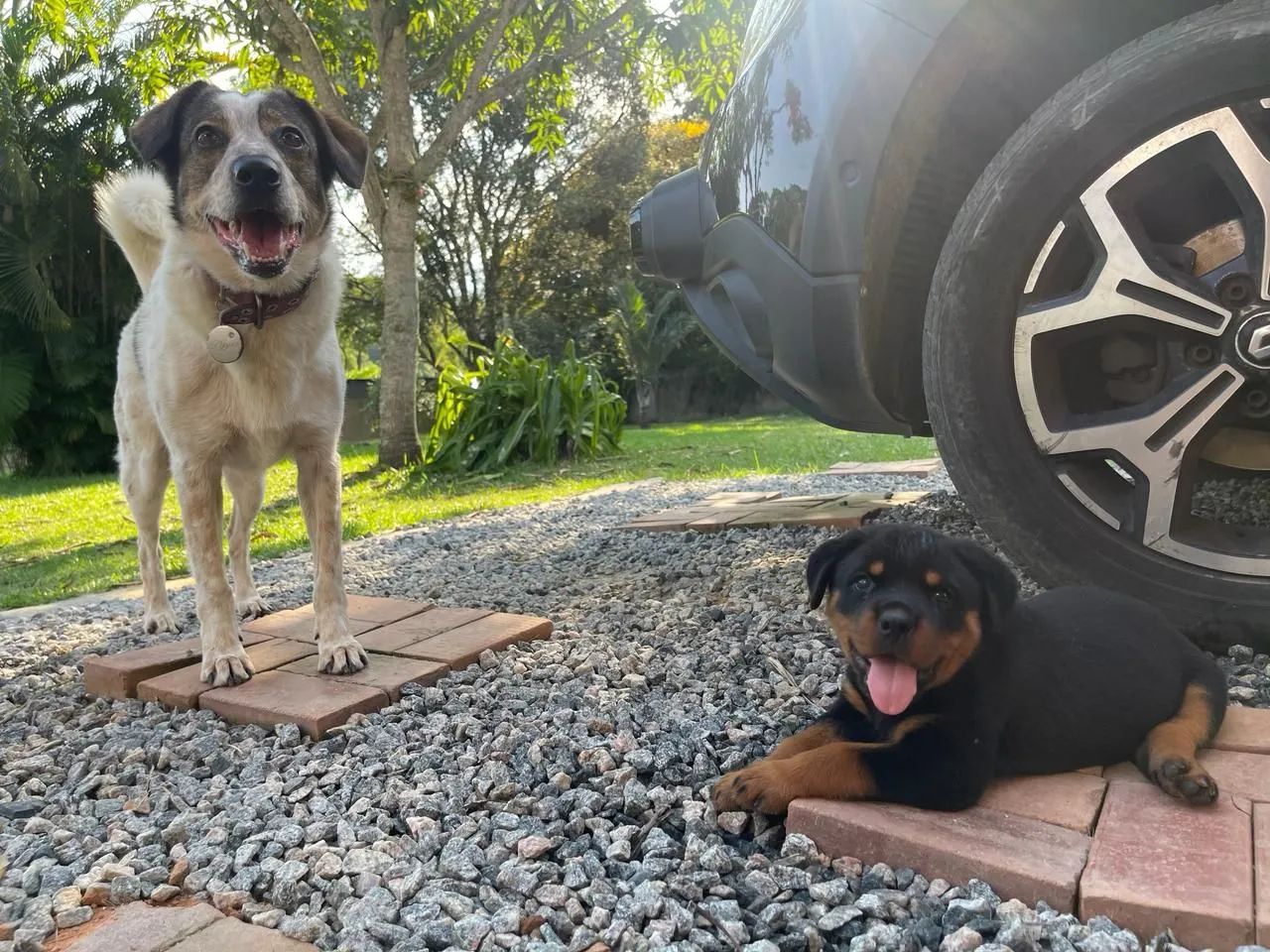 Filhotes Rottweiler com pedigree e microchip disponíveis  - Foto 2