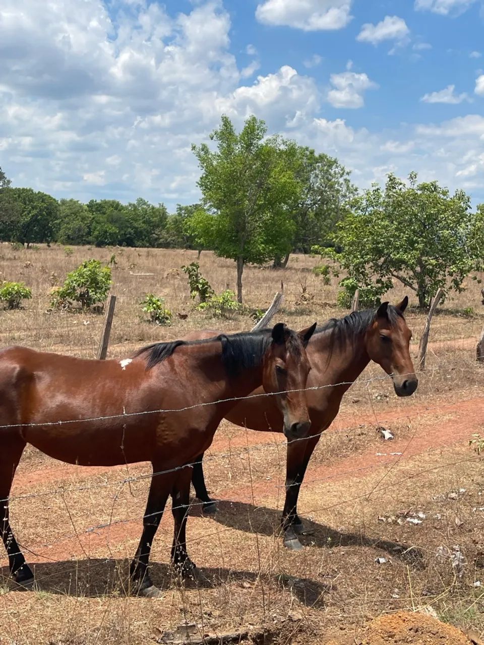 Vende-se tropa 