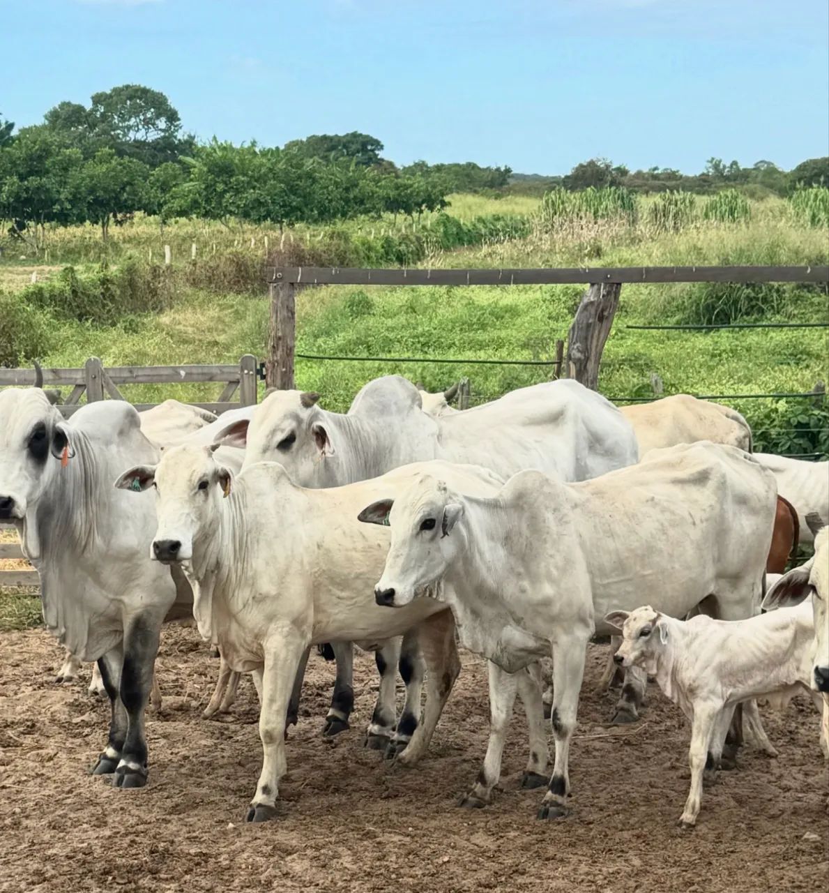Vacas Nelore - Foto 4
