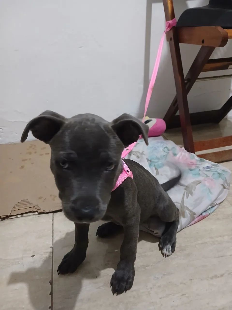 vendo PITBULL COM BODER COLIE 700,00 reais tem conversa  - Foto 3