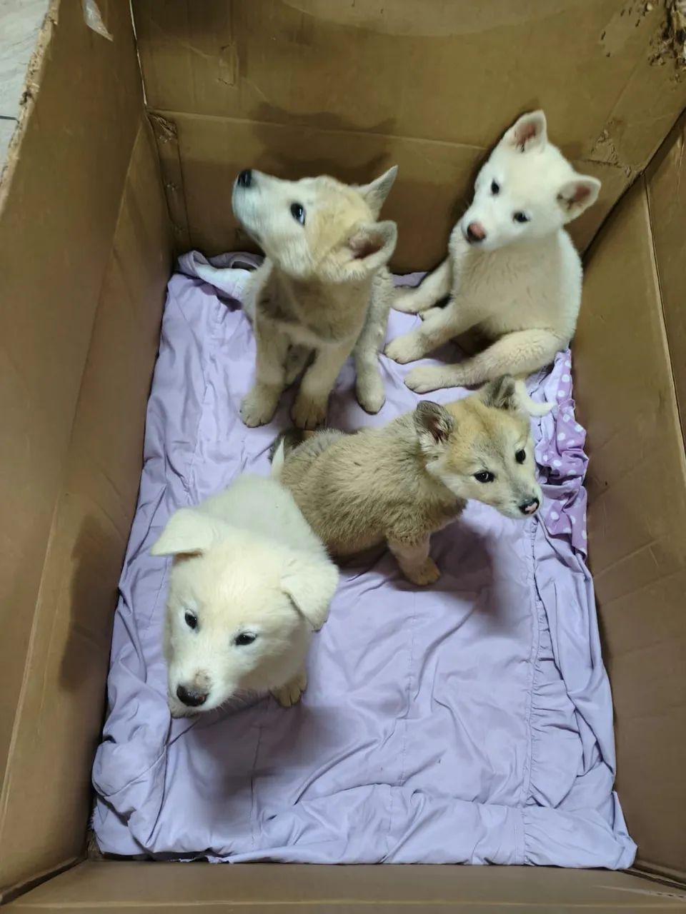Filhotes de Akita