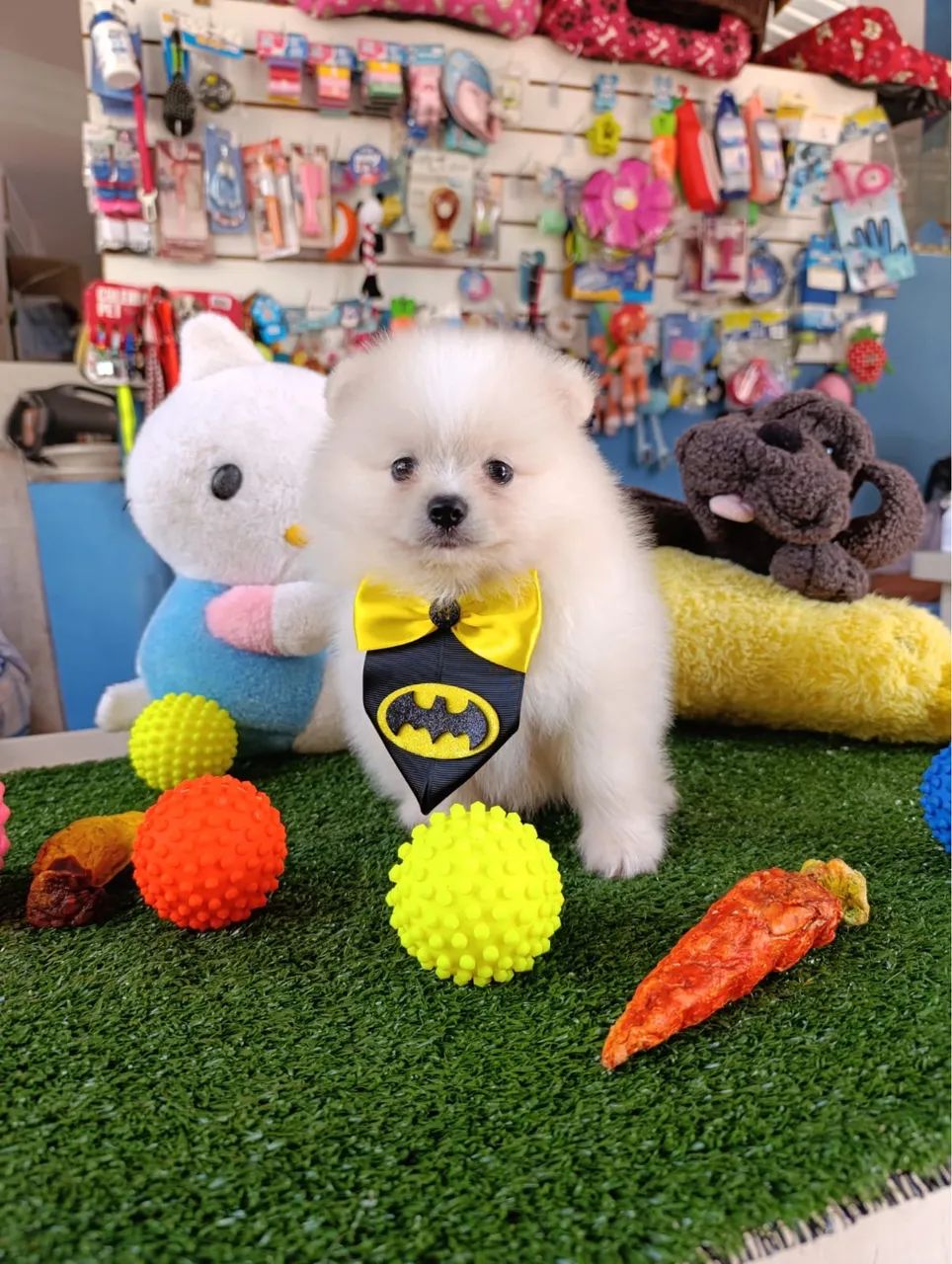Spitz alemão macho!!$2.200,00 - Foto 3