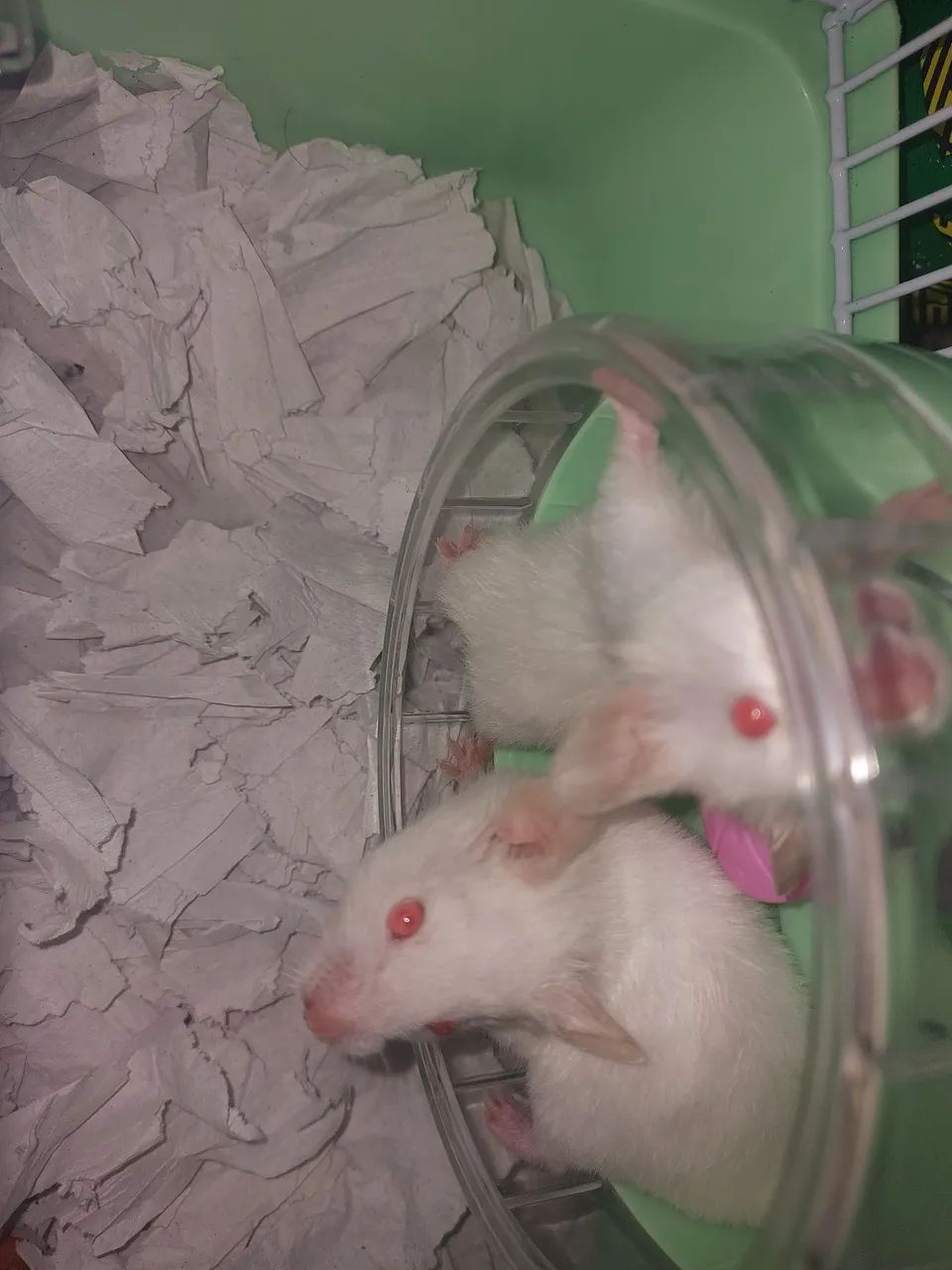 Animais  - Foto 4