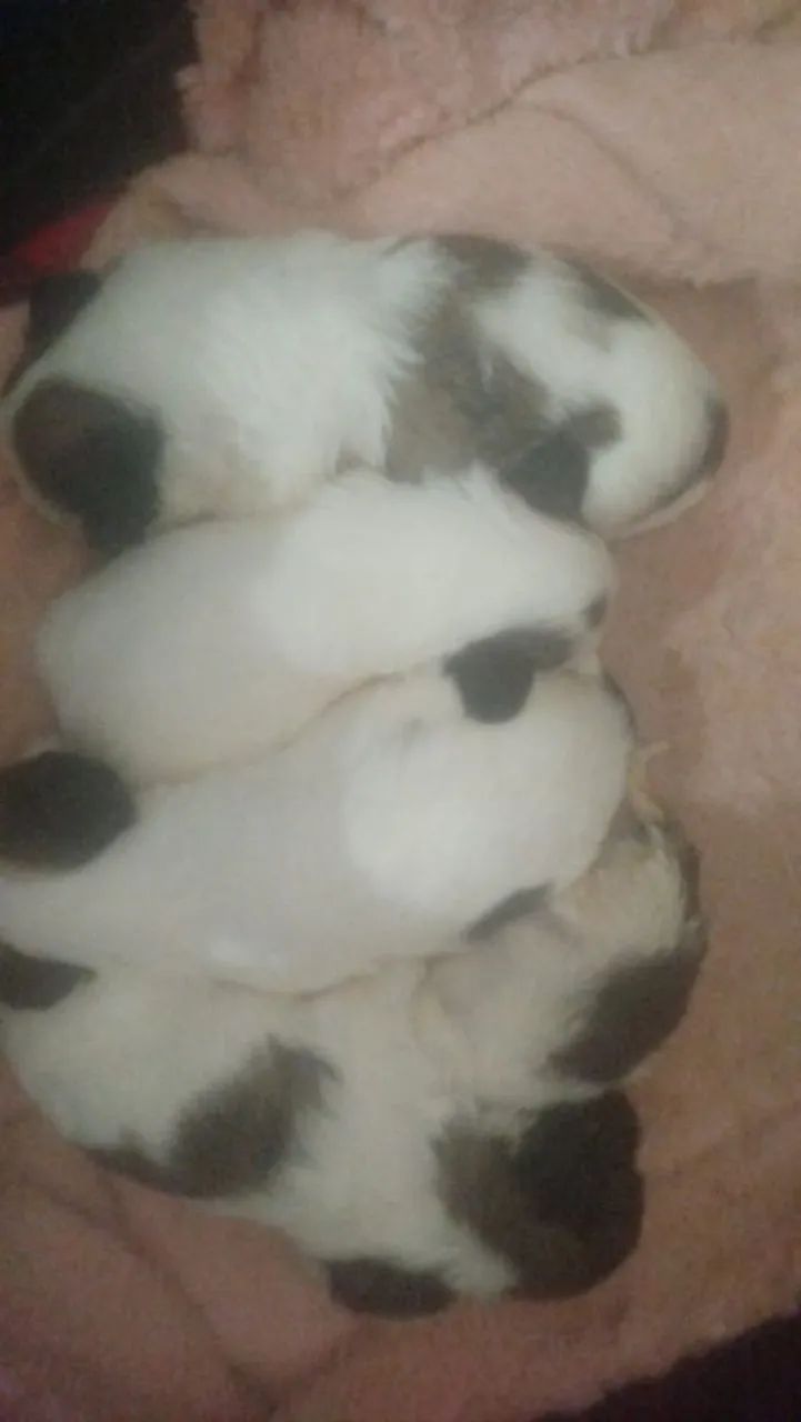 Shitzu   - Foto 2