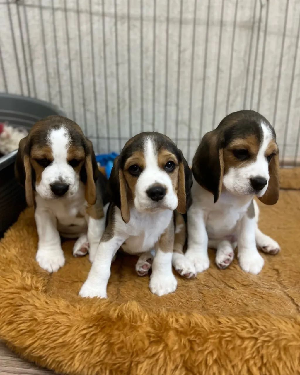 Beagle Filhotes Bicolor e Tricolor 