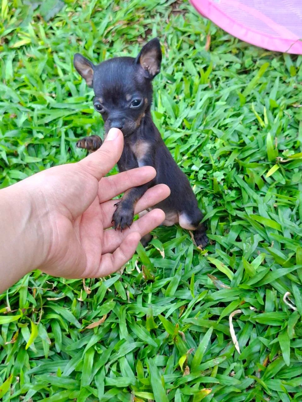 PINSCHER ZERO