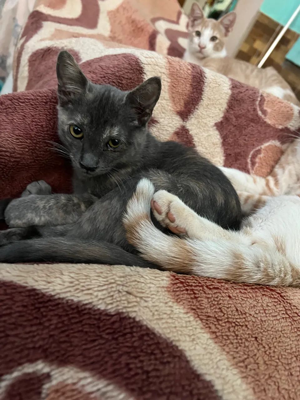 Gatos para adoção  - Foto 4