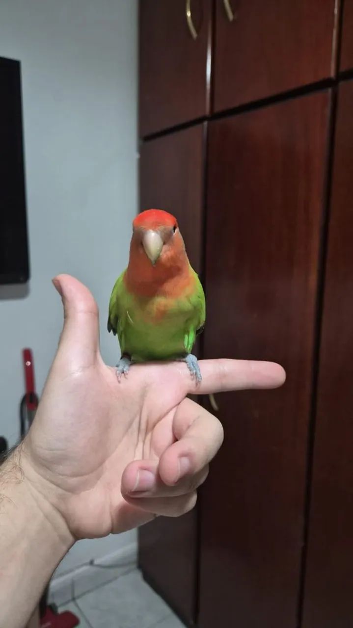 Adoção Responsável - Foto 3