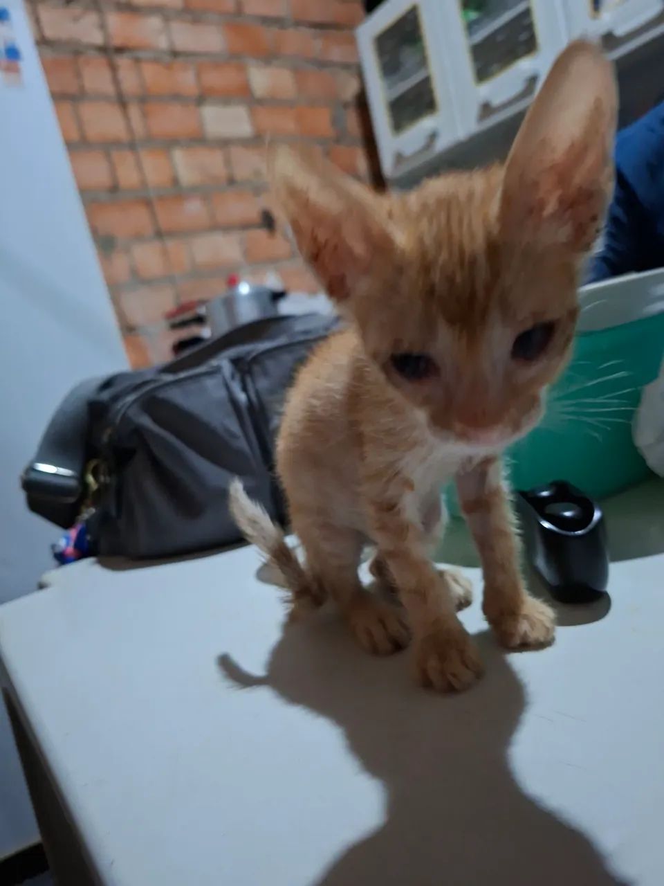 Doa se gatos  - Foto 3