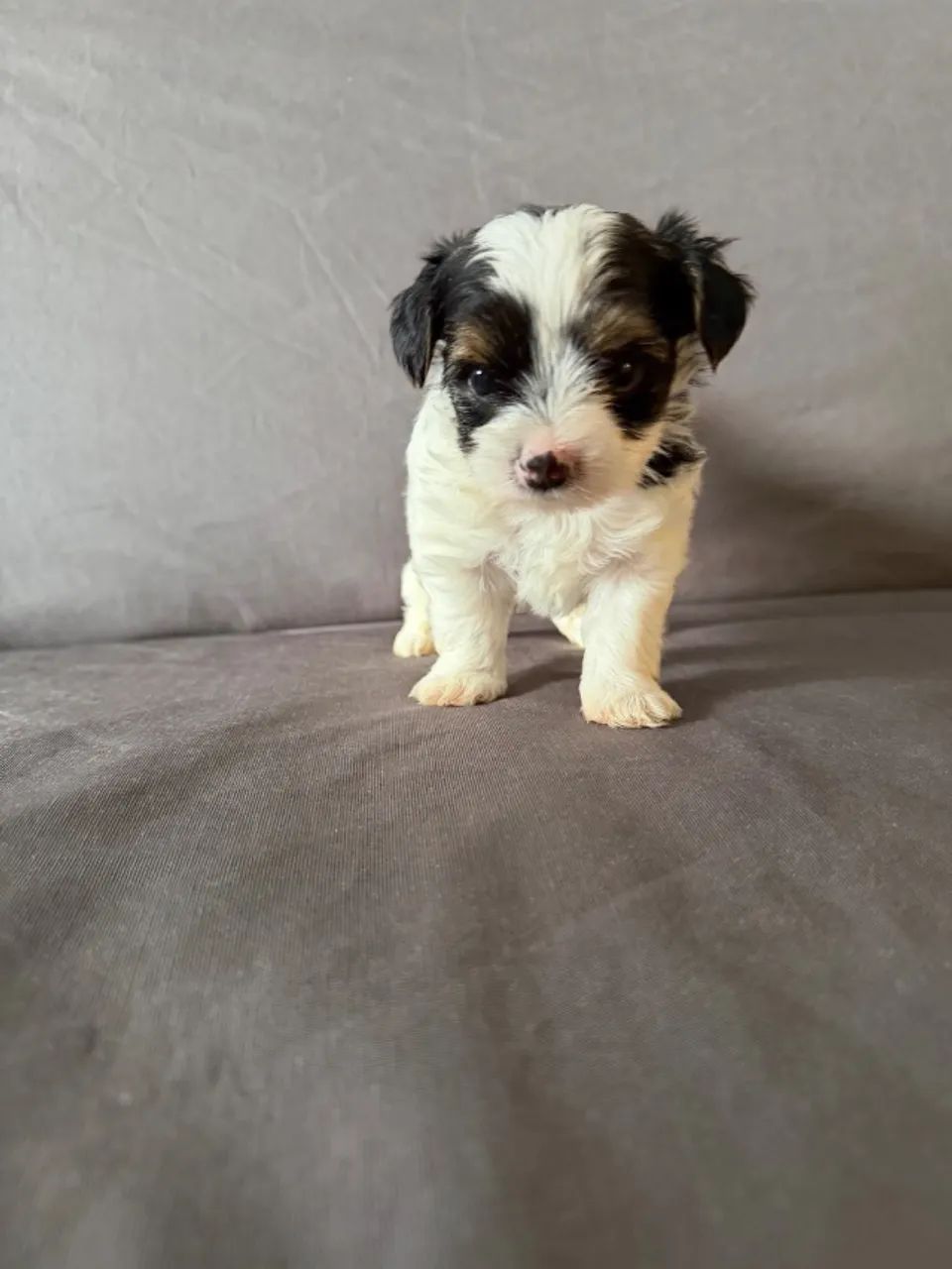 BIEWER TERRIER - Foto 3