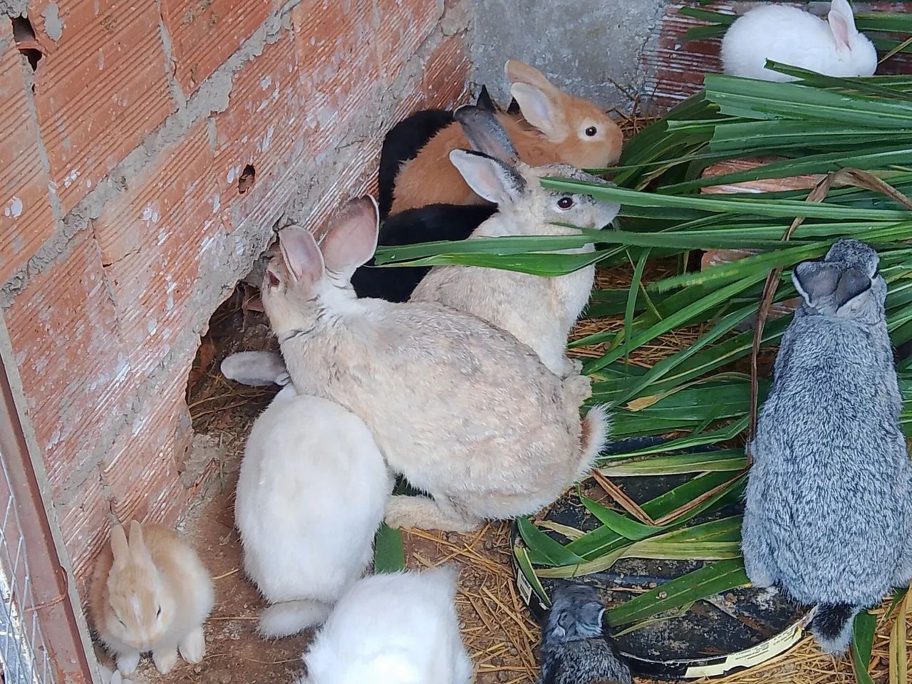 COELHOS  - Foto 5