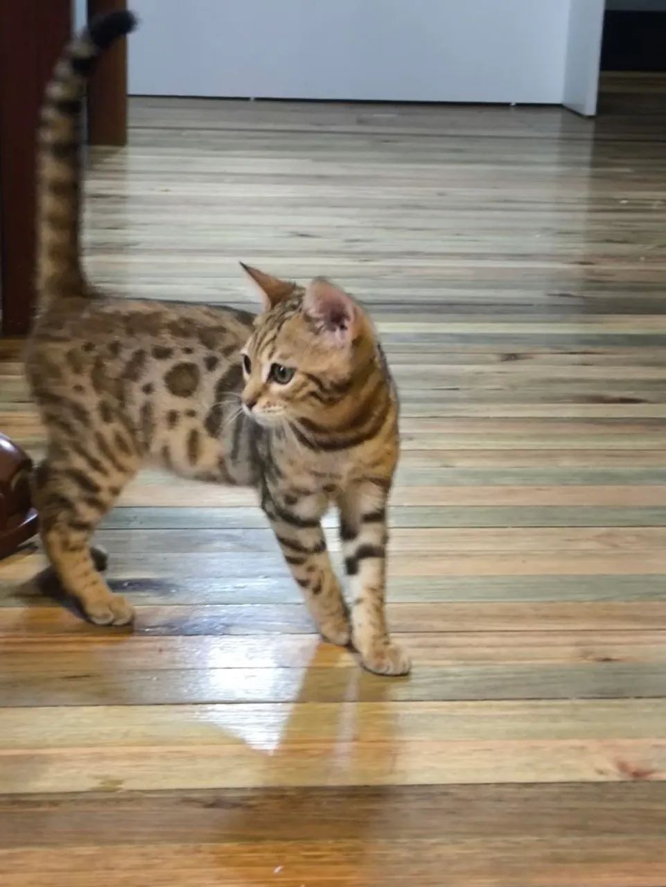 Gato bengal com pedigree  - Foto 3