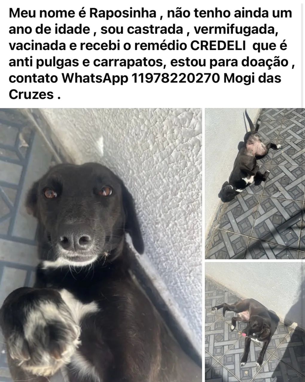 Adoção de animais 