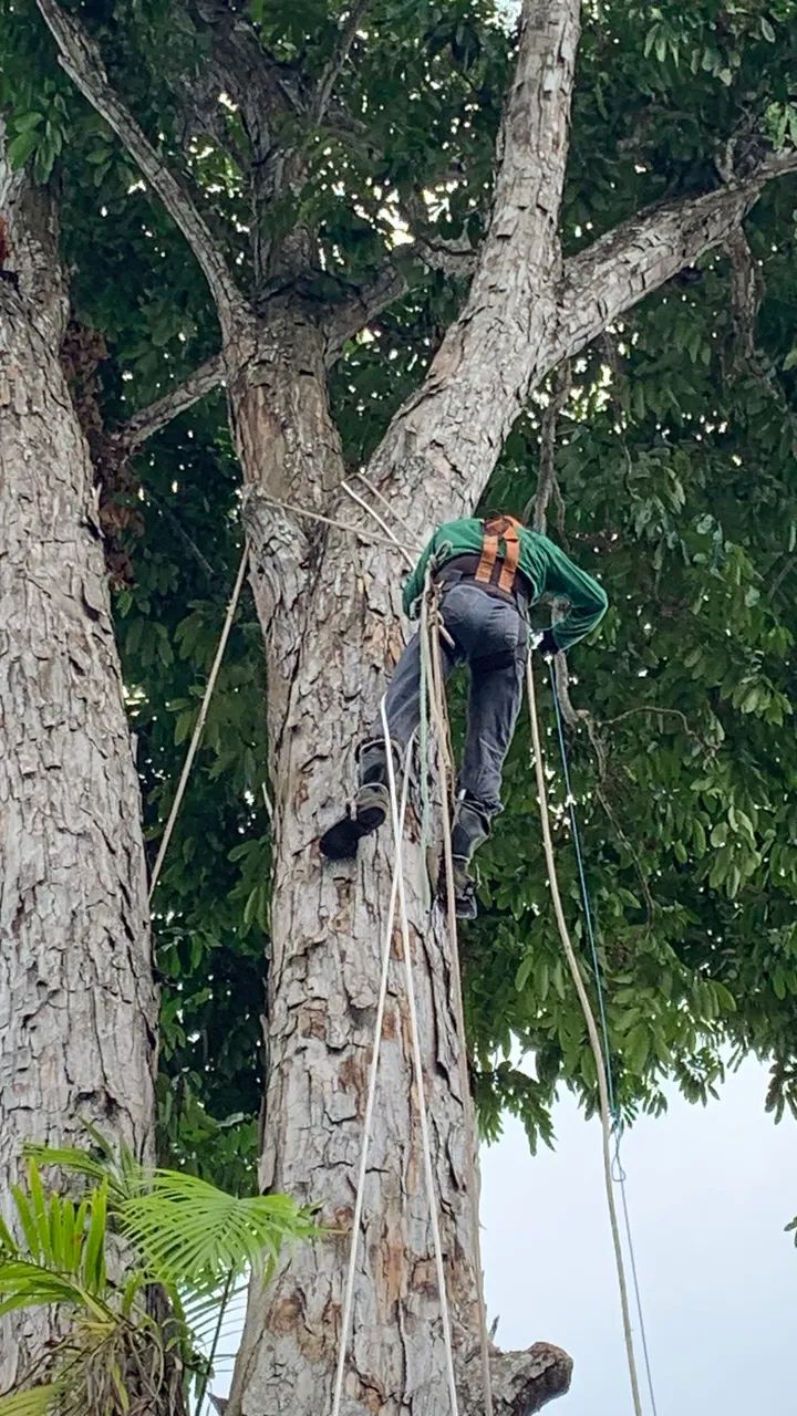 Podas de árvores  - Foto 2