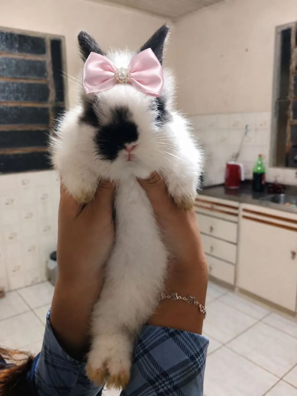 Animais  - Foto 3