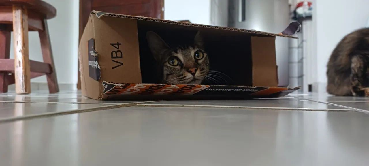 Gata para adoção - Ginga - Foto 5