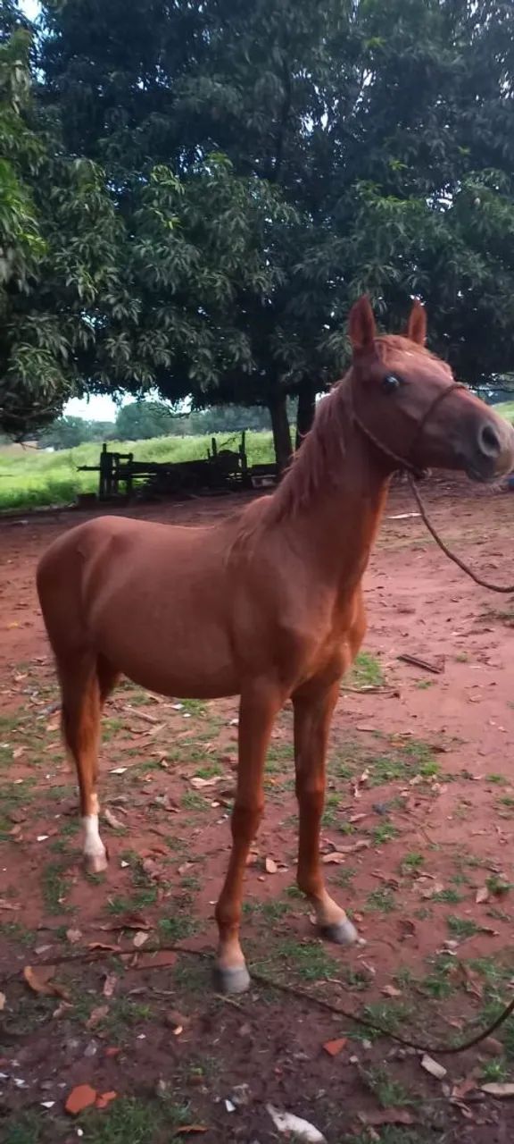 Potro a venda - Foto 2