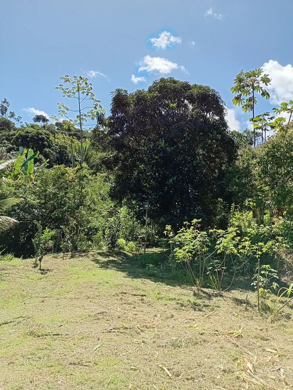 Sítio em caetes três  - Foto 3