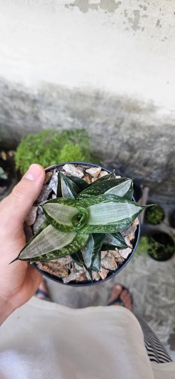 Plantas mini espadinhas variadas. - Foto 2