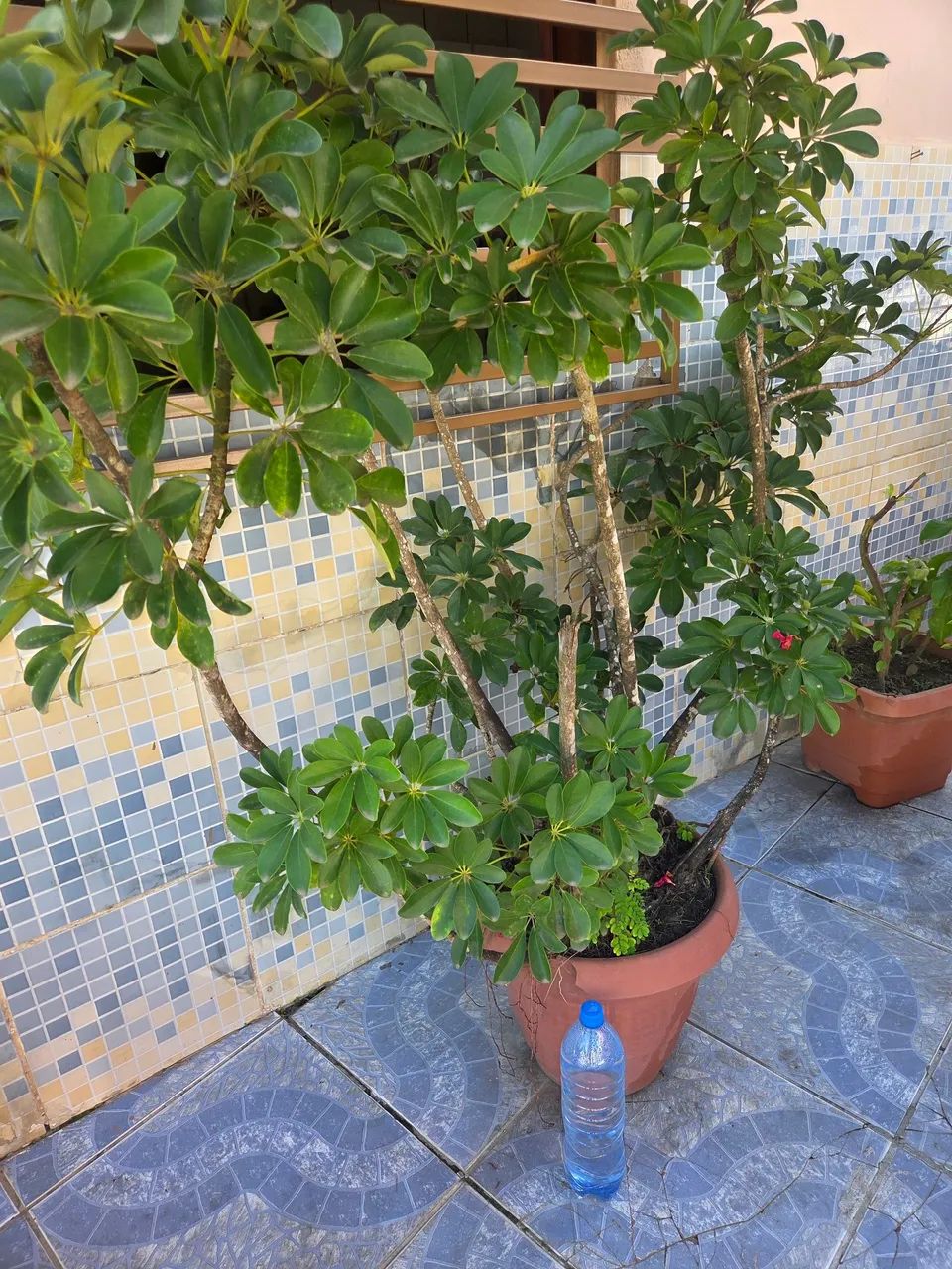 Caqueiros e plantas variadas  - Foto 2