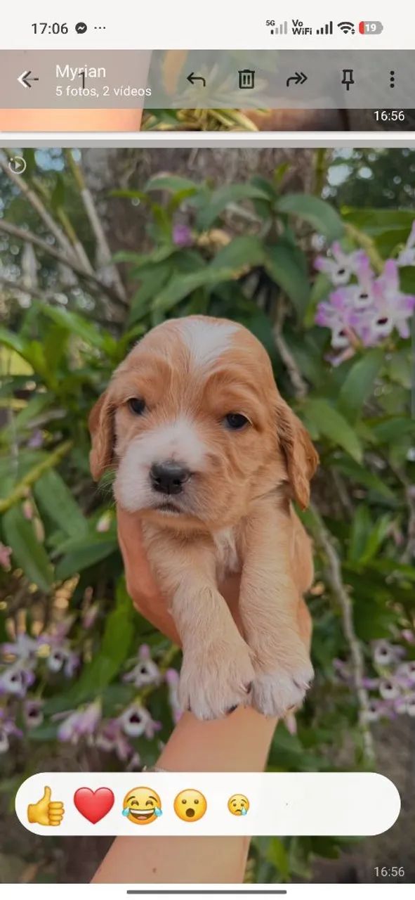 Cocker spaniel inglês macho  - Foto 2