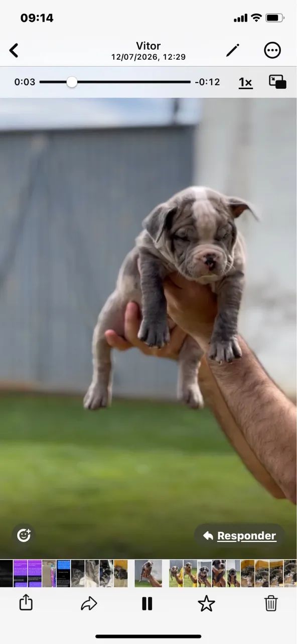 Filhotes de american bully a venda - Foto 2