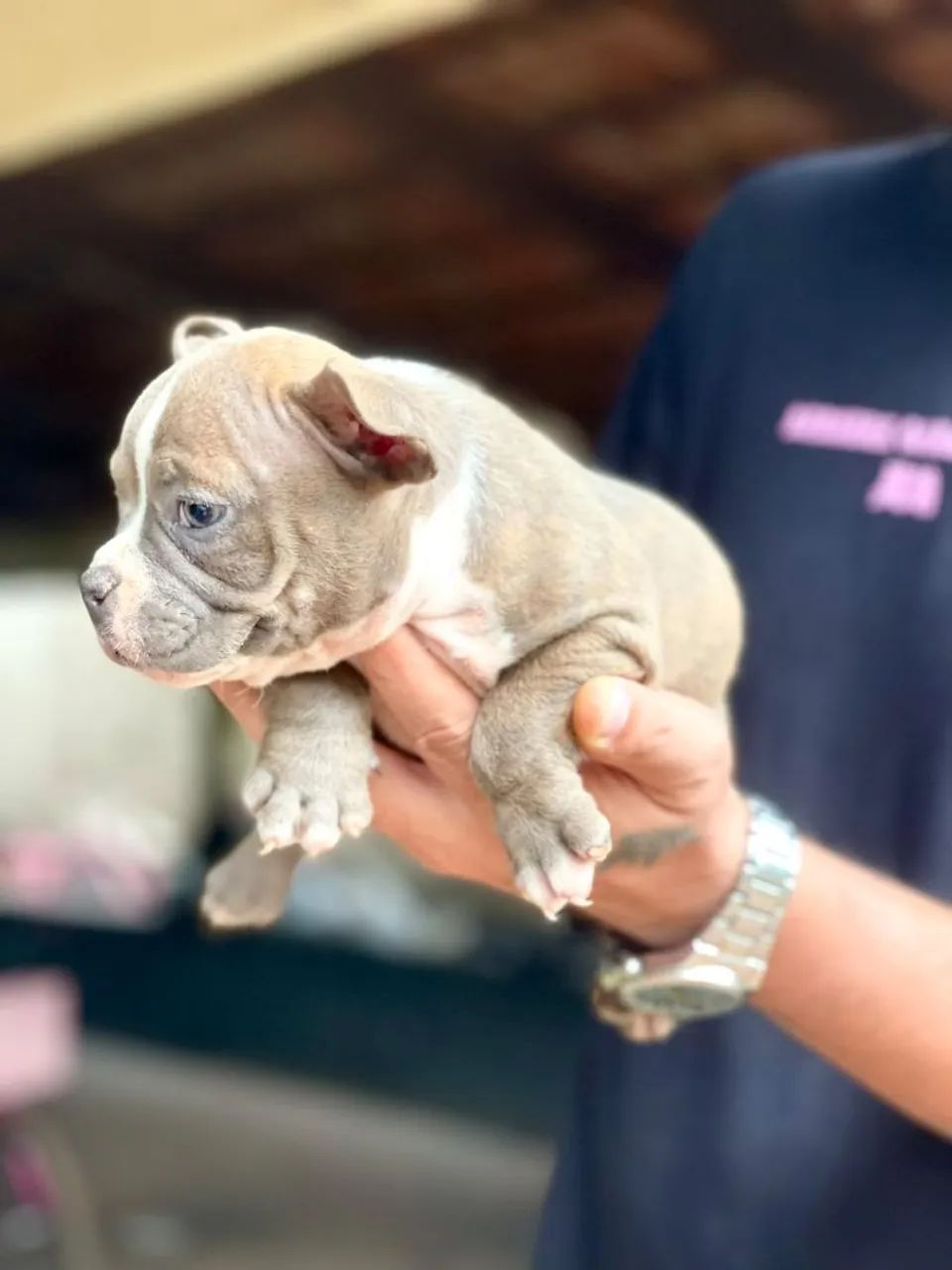American Bully - Foto 2