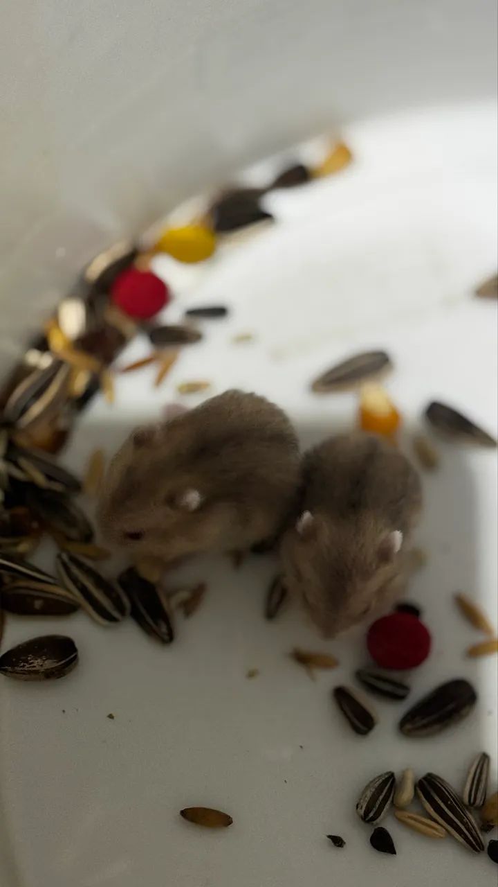 Hamsters Anão Russo Branco - Foto 2