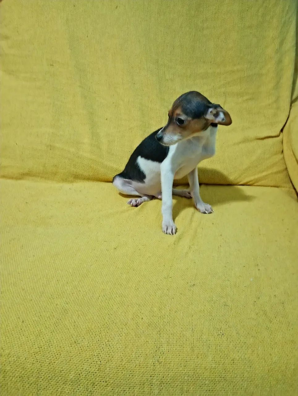 Pinscher macho com  4 mês com 2 vacina 