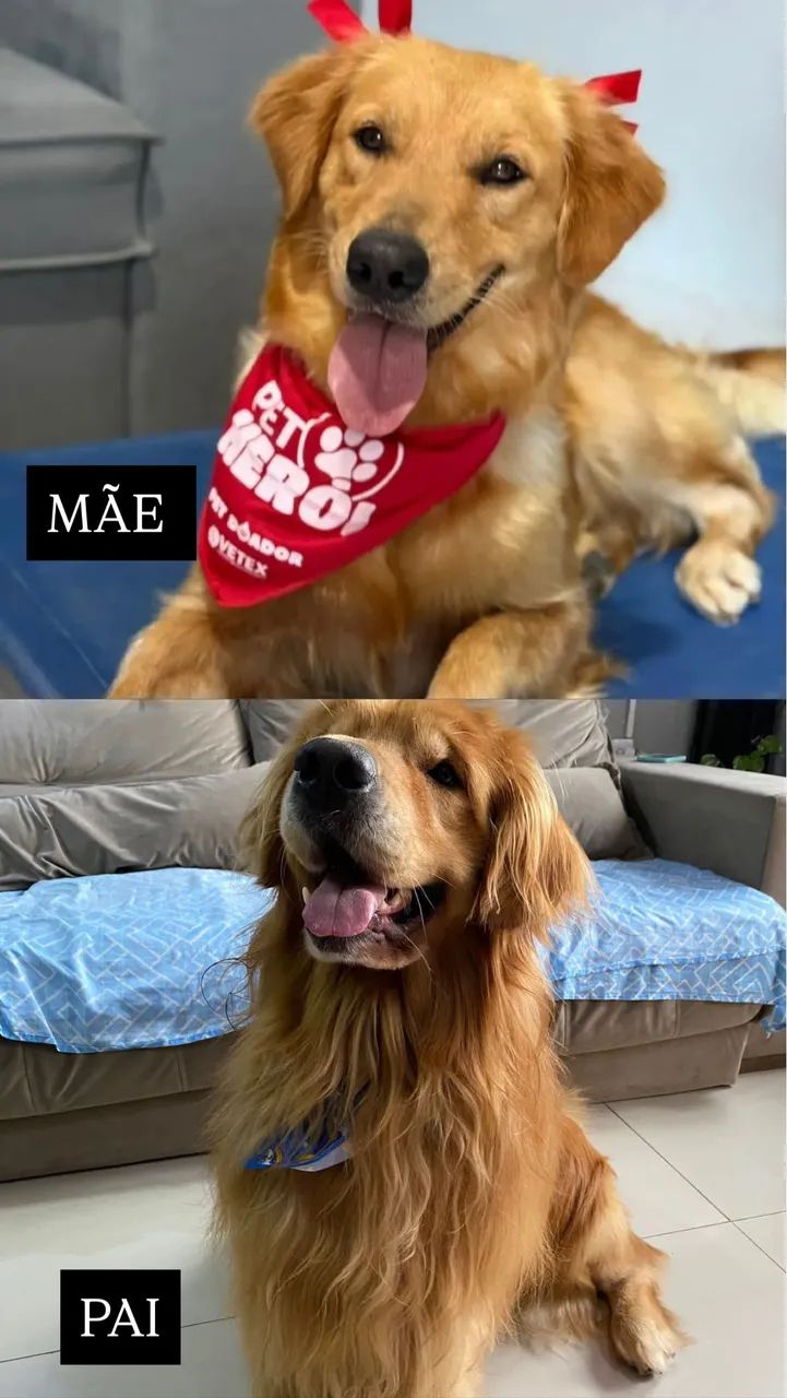 Golden Retriever/ Último macho da ninhada  - Foto 5