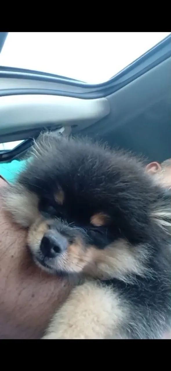 Vendo macho Spitz 4meses - Foto 3