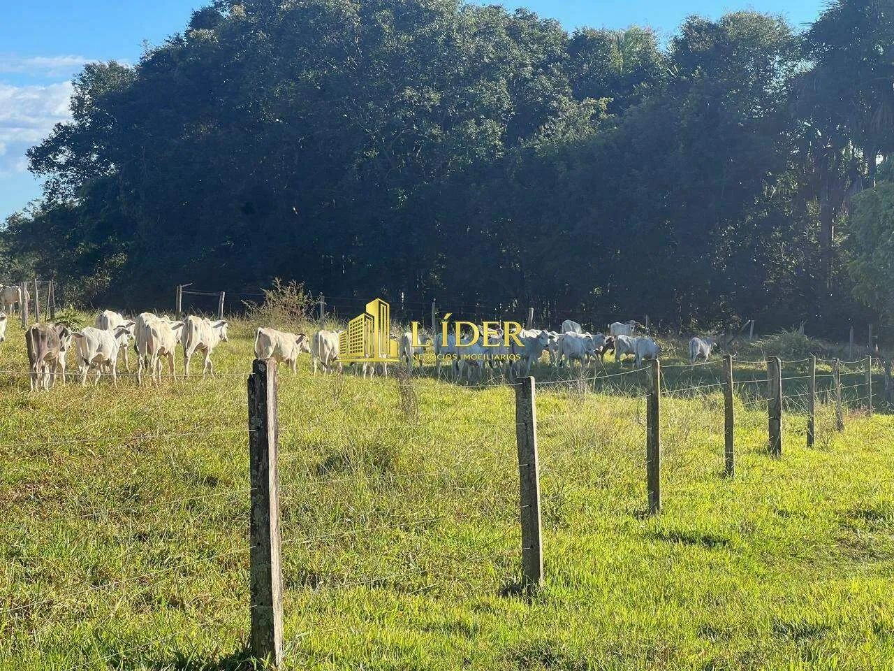 Fazenda à venda, AREA RURAL DE ARAGUARI - Araguari/MG - Foto 8