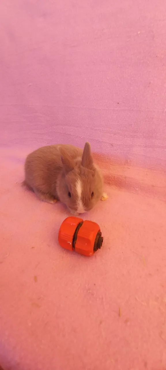 Netherland Dwarf  - Foto 3