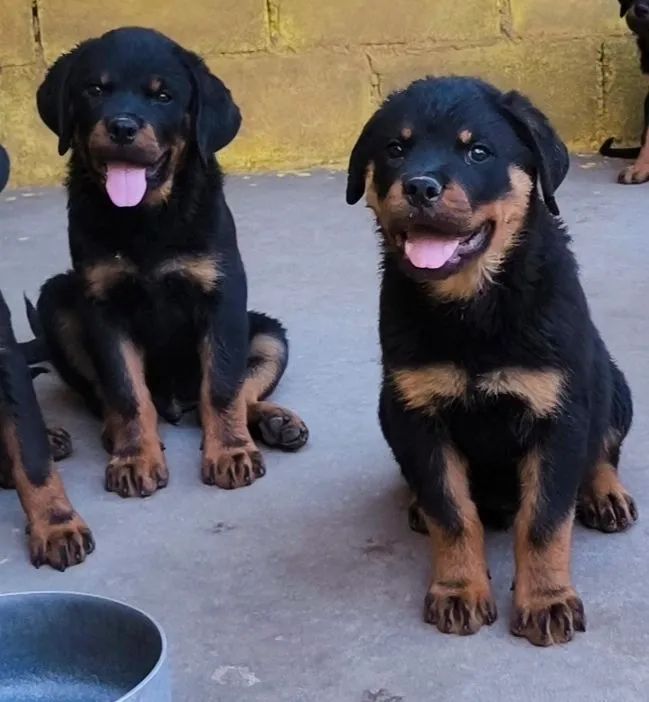Rottweiler Filhotes 