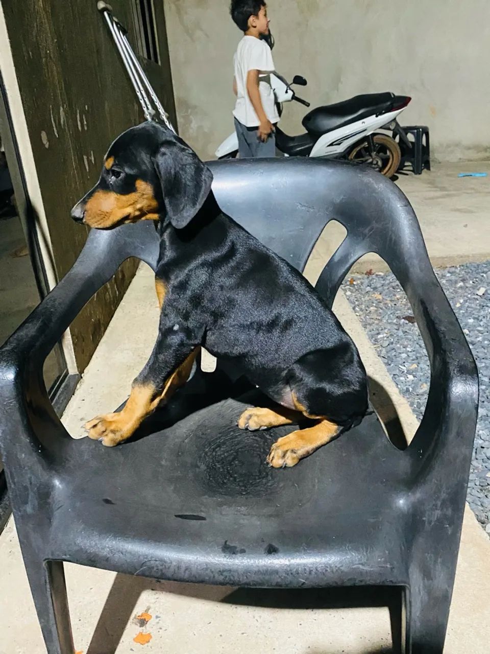 Doberman disponível  - Foto 3