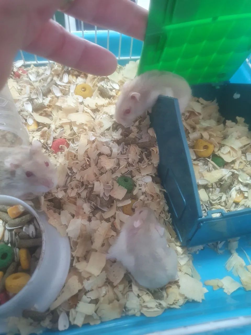 RAMISTER RUSSO R$ 35 ,00 - Foto 2