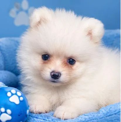 BB LINDO SPITZ ALEMÃO  - Foto 4