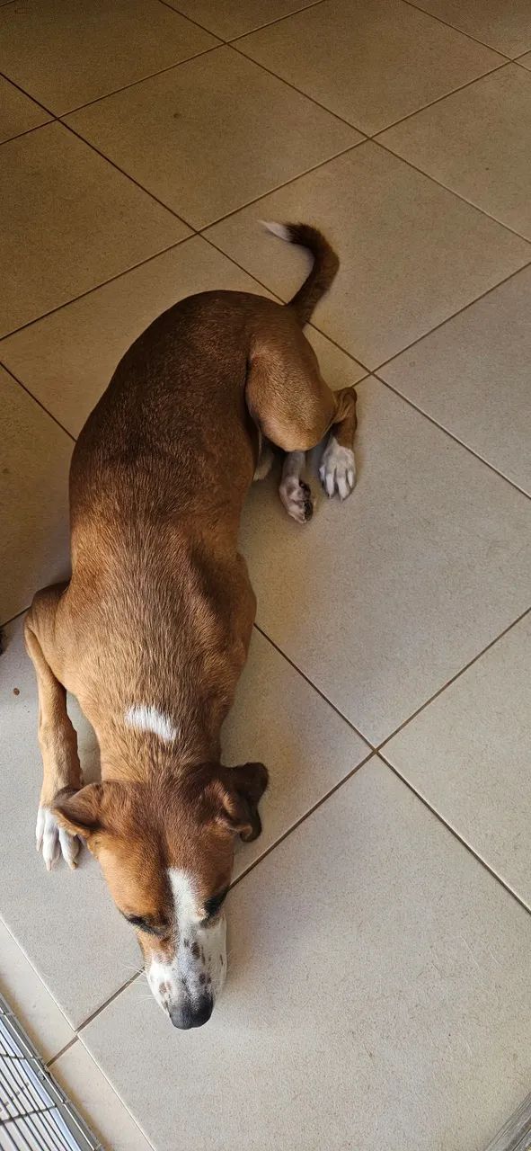 Doa-se cão  - Foto 3