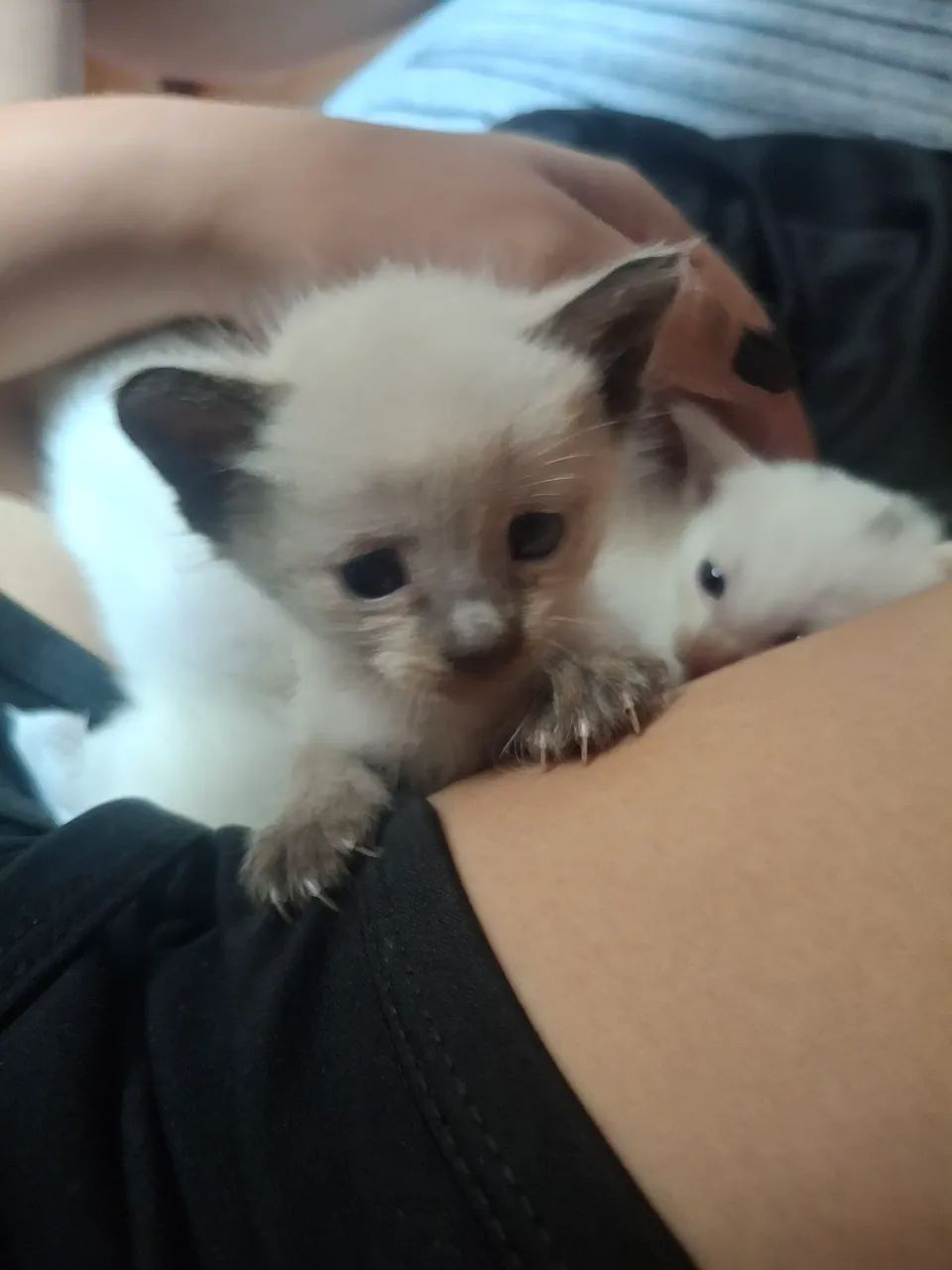 Gatinhos bebes - Foto 3