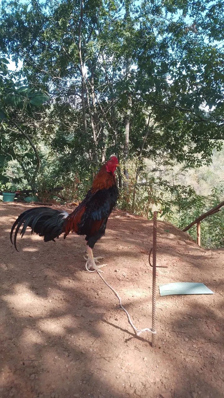 Galos Índios  - Foto 2