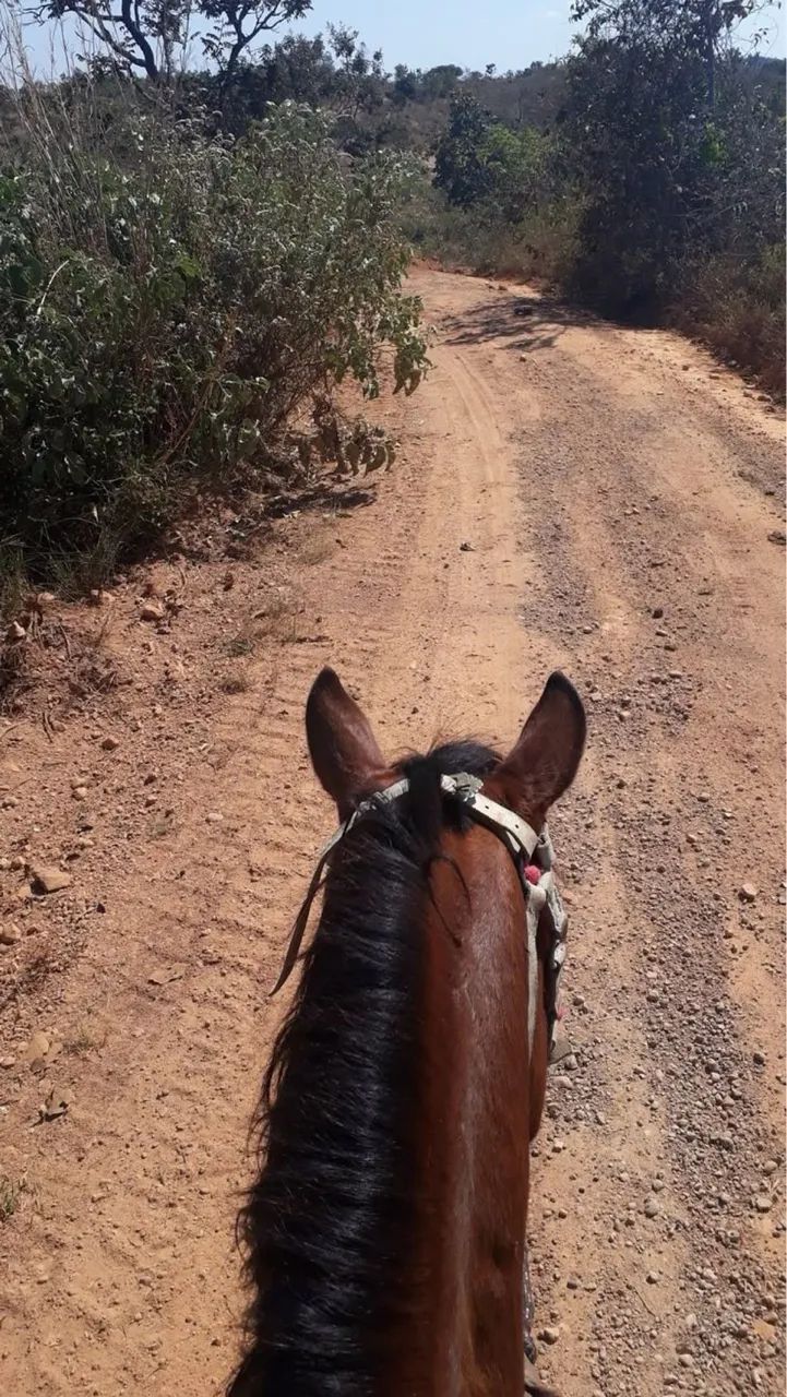 doação cavalo - Foto 2