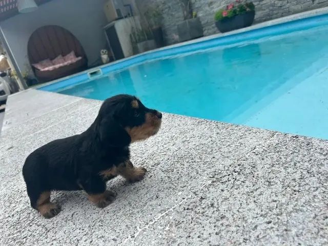 BEAGLE X JACK  - Foto 3