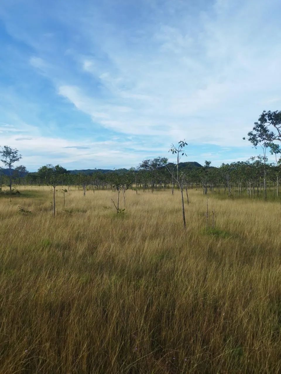 Fazenda no Tocantins  - Foto 4