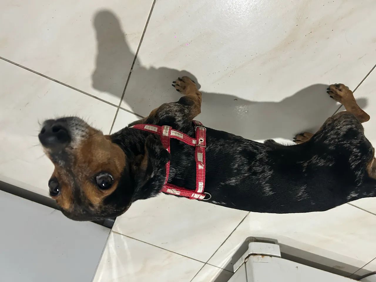 Salsicha