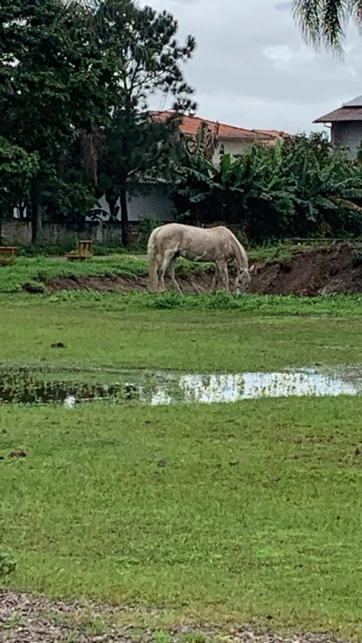 Cavalo crioulo - Foto 3