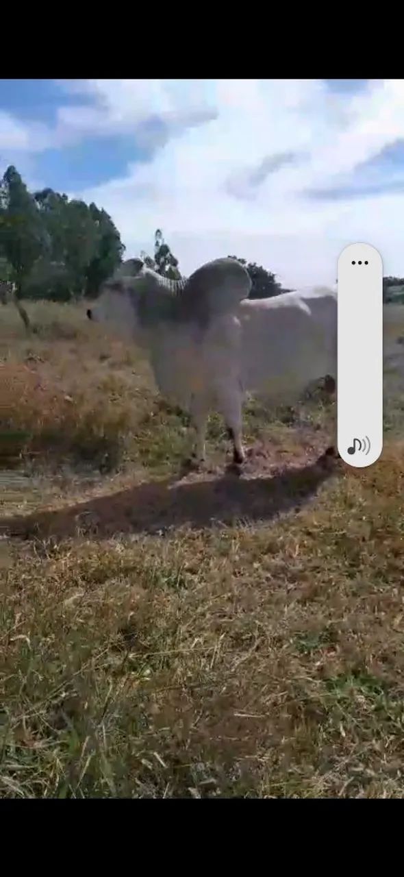 Nelore / gado / boi / bezerro - Foto 3
