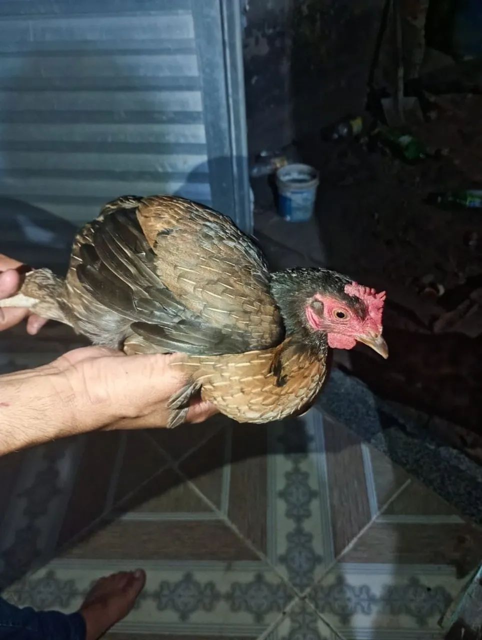 Galo e galinhas para venda 