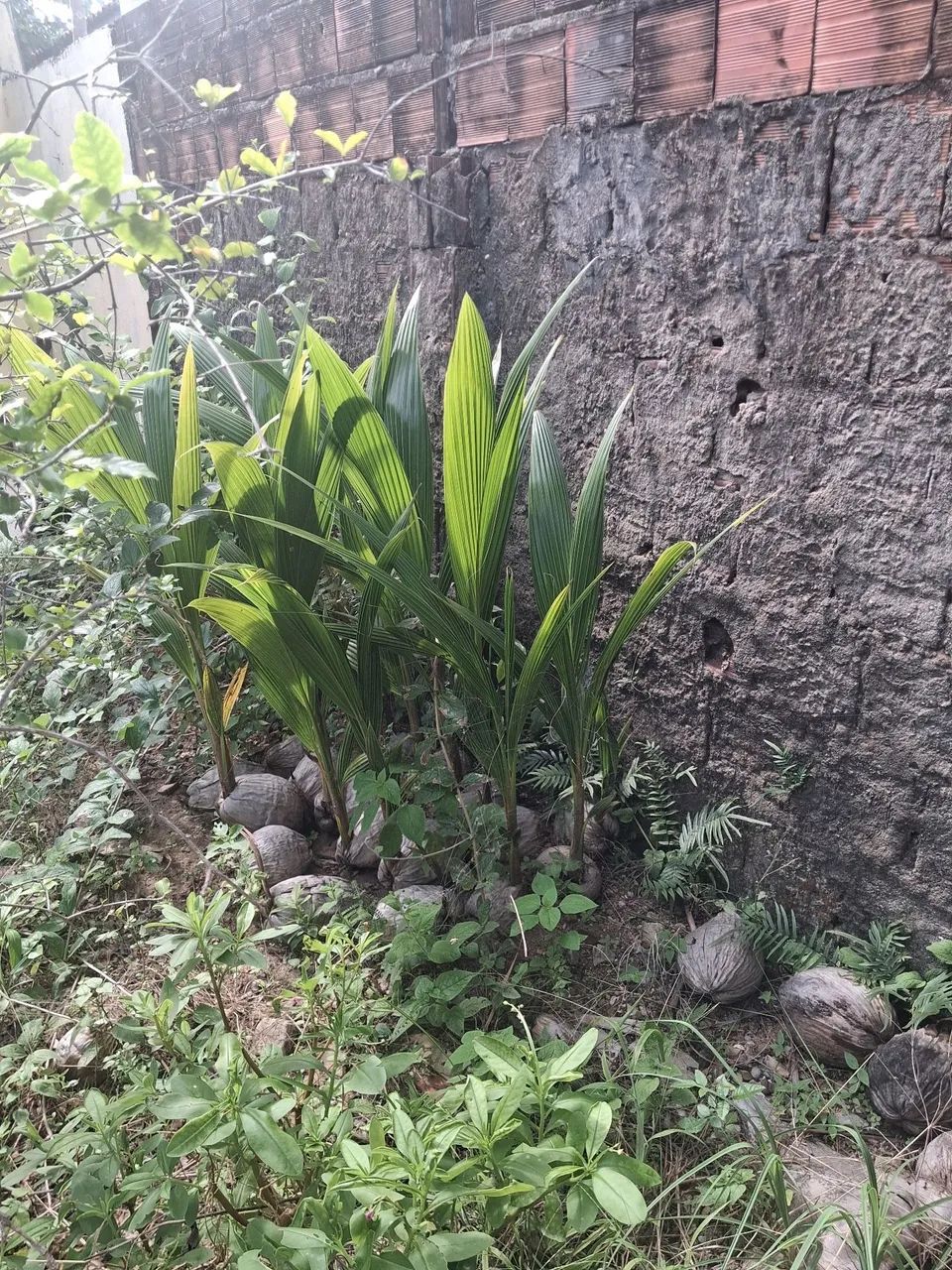 MUDAS DE PÉ DE COCO ANÃ