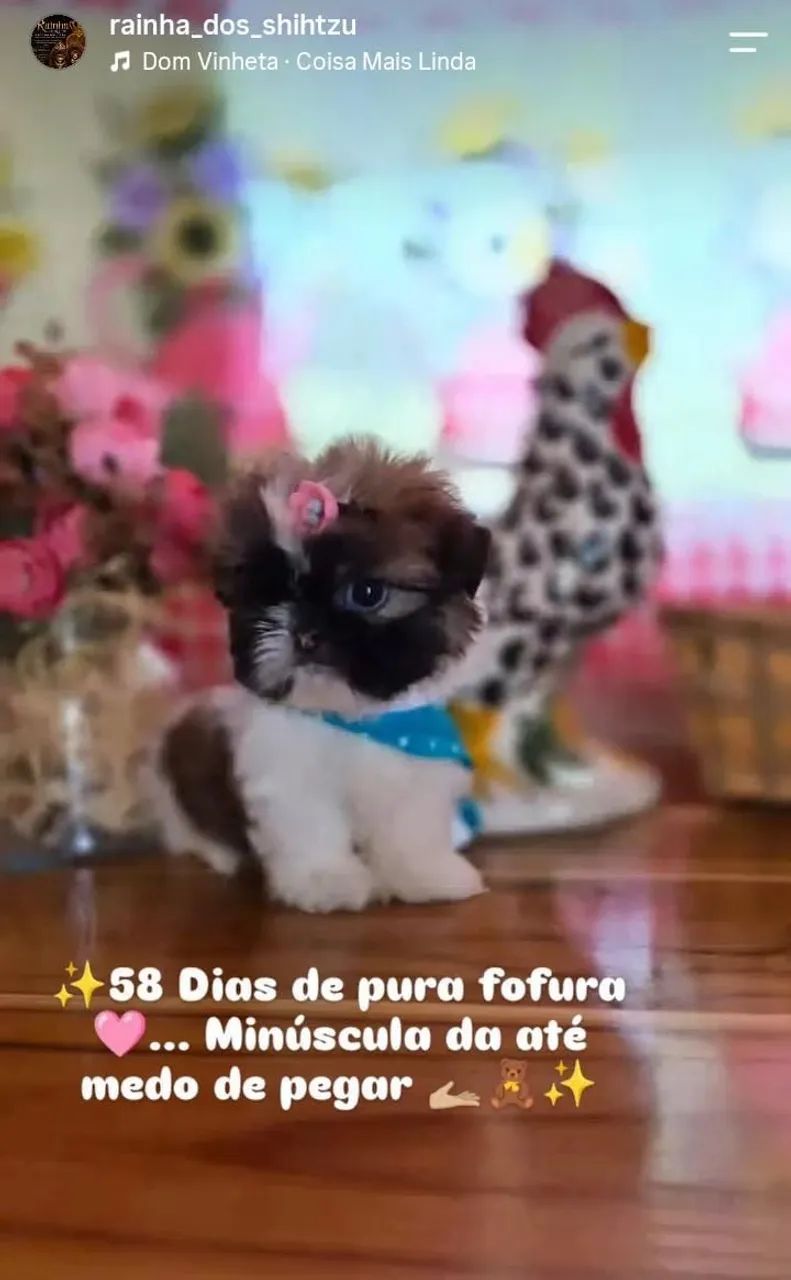 Shih-tzu 